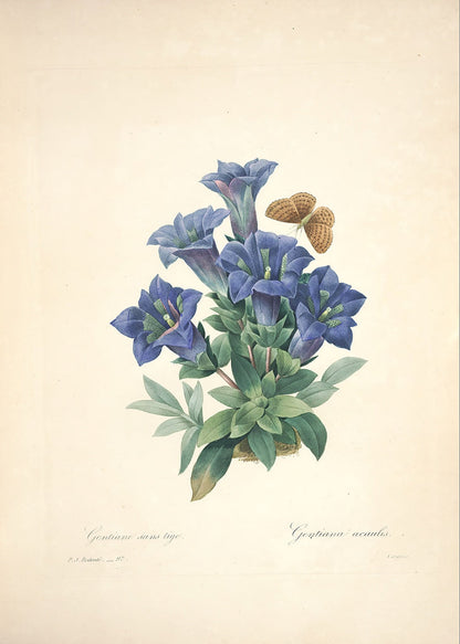 "Vuokko" Vintage Botanical Prints Canvas Collection