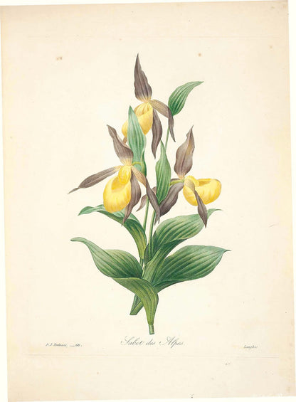 "Vuokko" Vintage Botanical Prints Canvas Collection