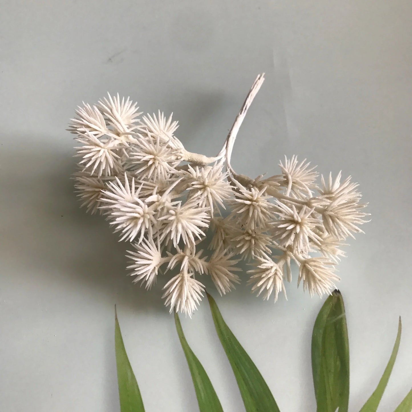 ديكوربايتس™ - مزيج من 6 قطع من الزهور المجففة لصنع المجوهرات وصنع الشموع العطرية