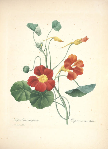 "Vuokko" Vintage Botanical Prints Canvas Collection