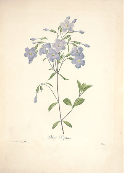 "Vuokko" Vintage Botanical Prints Canvas Collection