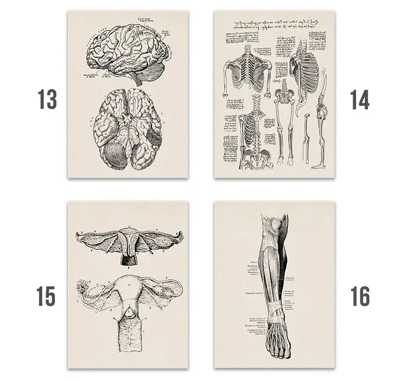 Anatomy Art Print - Vintage Medical Poster