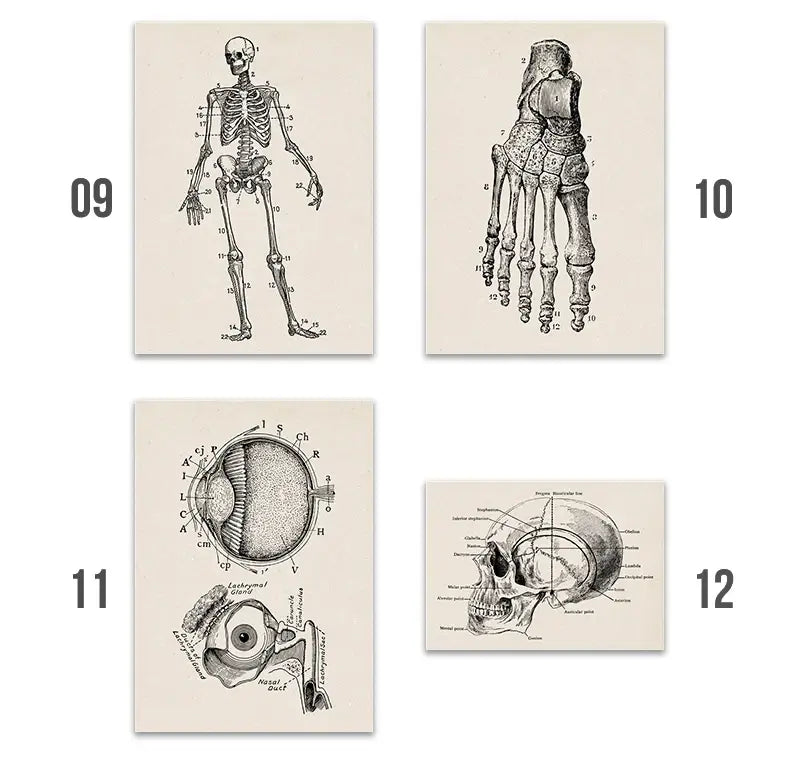 Anatomy Art Print - Vintage Medical Poster