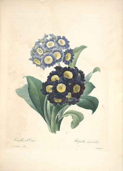 "Vuokko" Vintage Botanical Prints Canvas Collection
