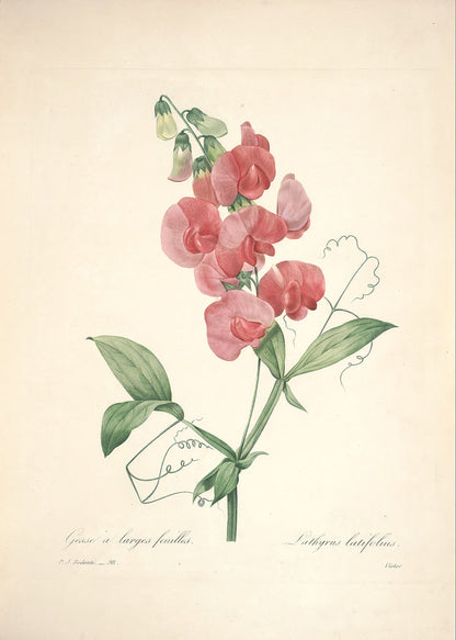 "Vuokko" Vintage Botanical Prints Canvas Collection