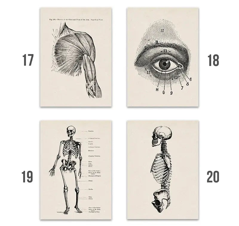 Anatomy Art Print - Vintage Medical Poster