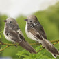 Lifelike Feather Parrot Garden Ornaments