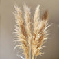 Natural Dried Pampas Grass Bouquet