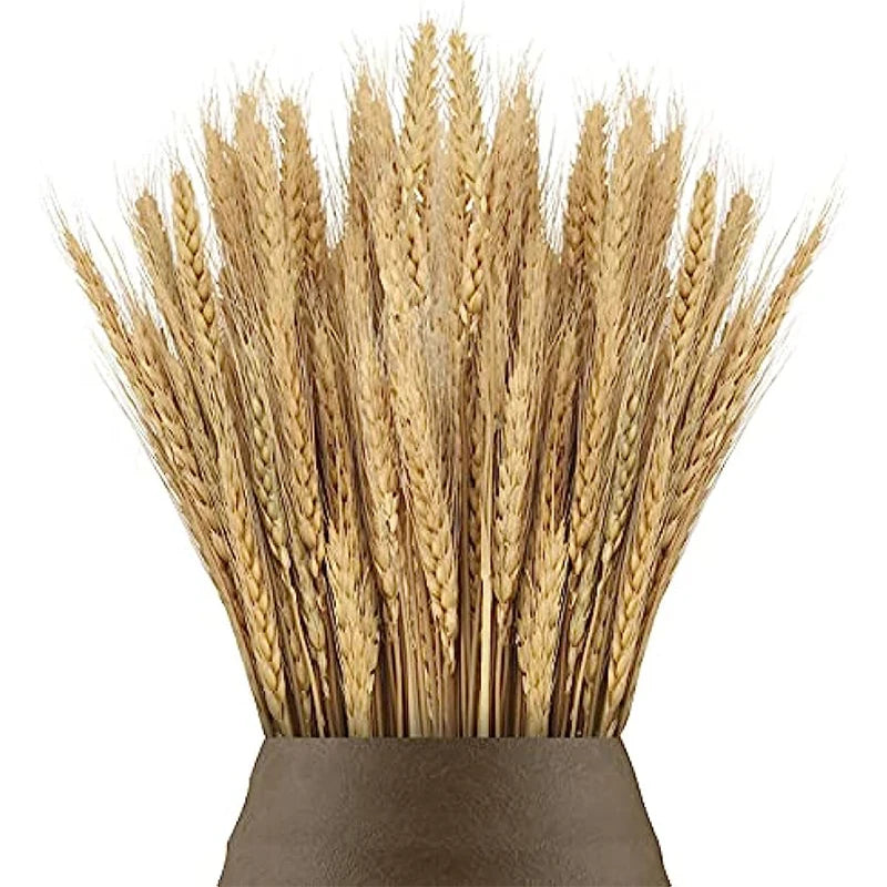 Natural Dried Wheat Stalks - 45cm