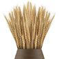 Natural Dried Wheat Stalks - 45cm