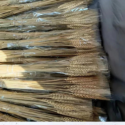 Natural Dried Wheat Stalks - 45cm