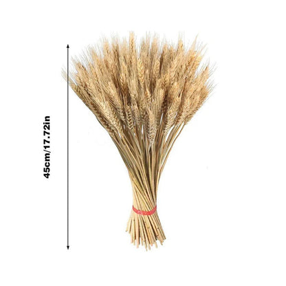 Natural Dried Wheat Stalks - 45cm