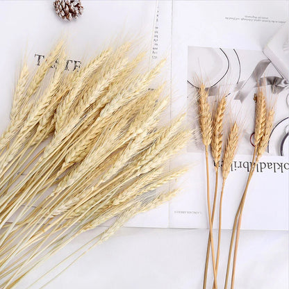 Natural Dried Wheat Stalks - 45cm