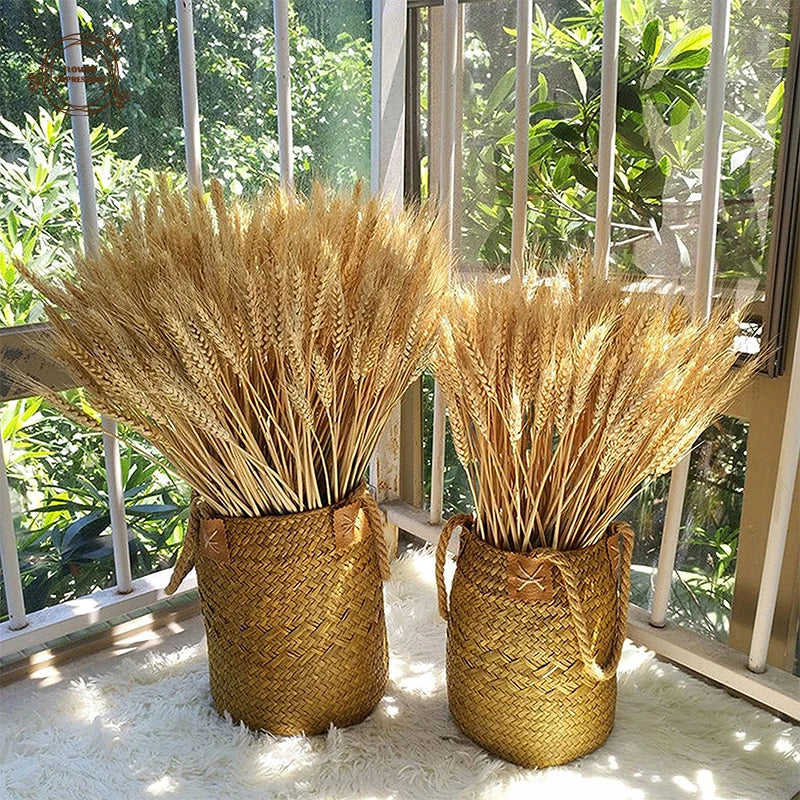 Natural Dried Wheat Stalks - 45cm