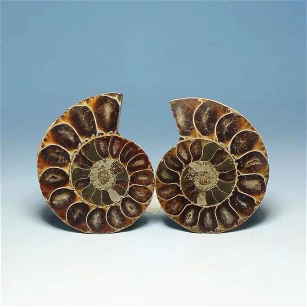 Rare Quartz Ammonite Slice Decor