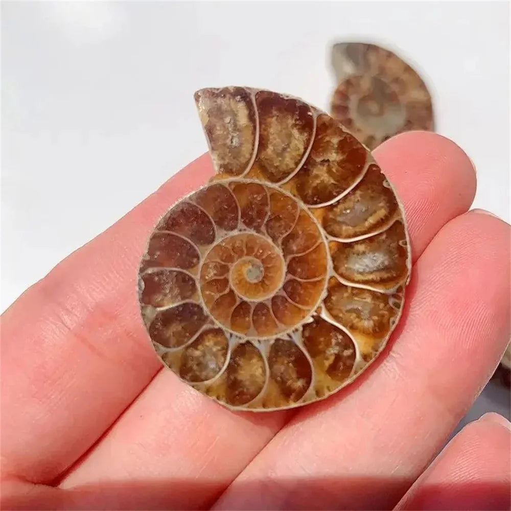 Rare Quartz Ammonite Slice Decor