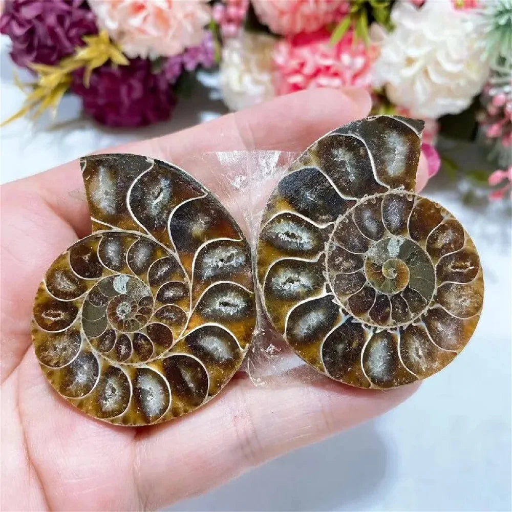 Rare Quartz Ammonite Slice Decor