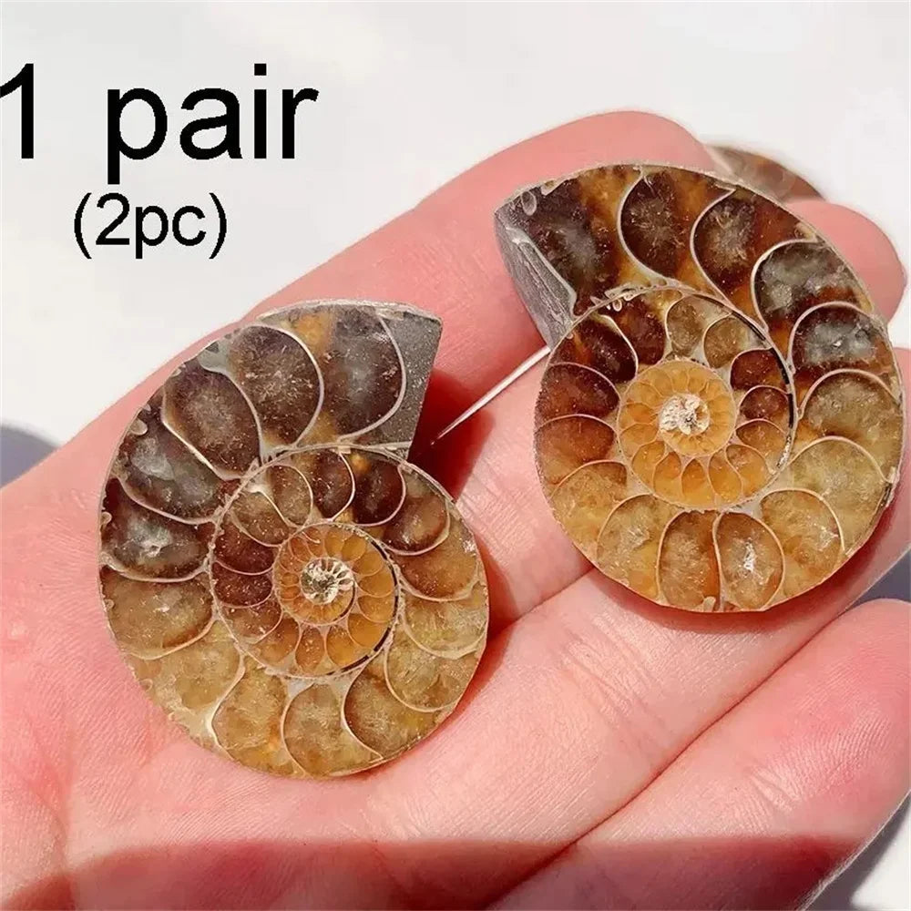 Rare Quartz Ammonite Slice Decor