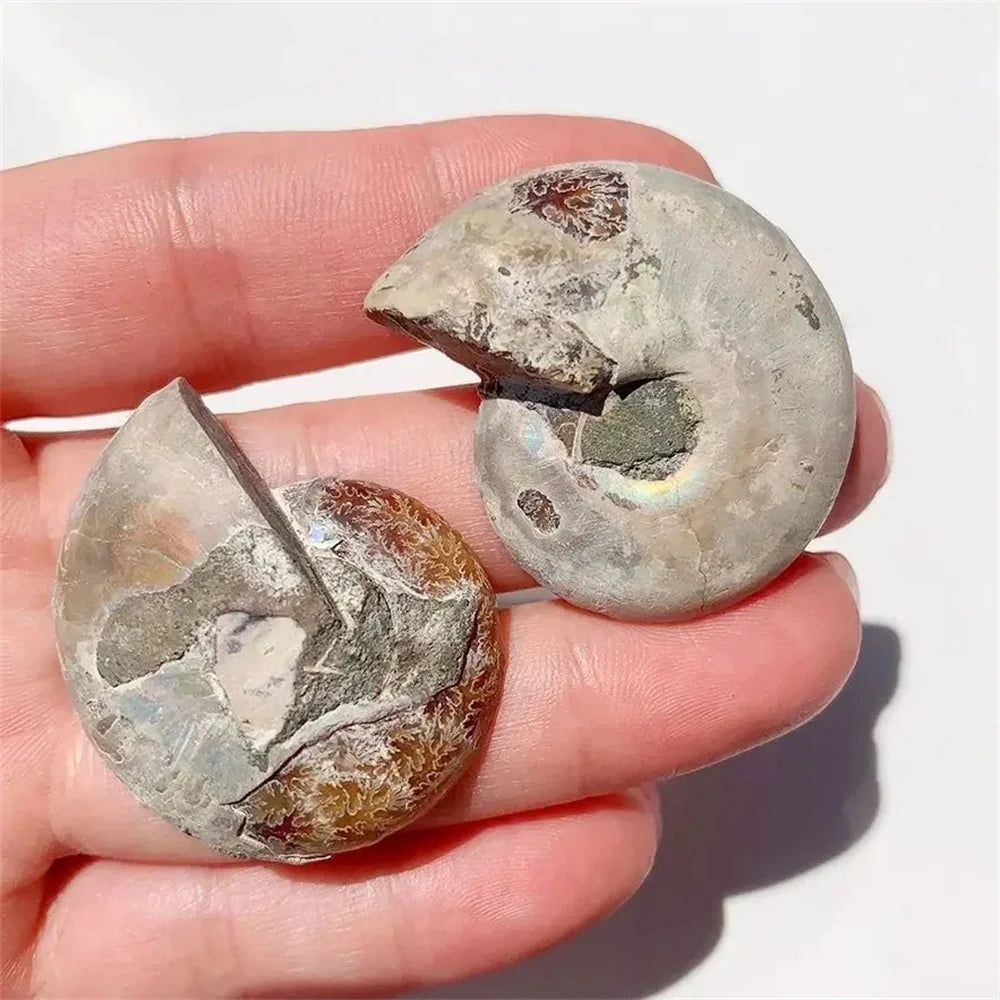 Rare Quartz Ammonite Slice Decor