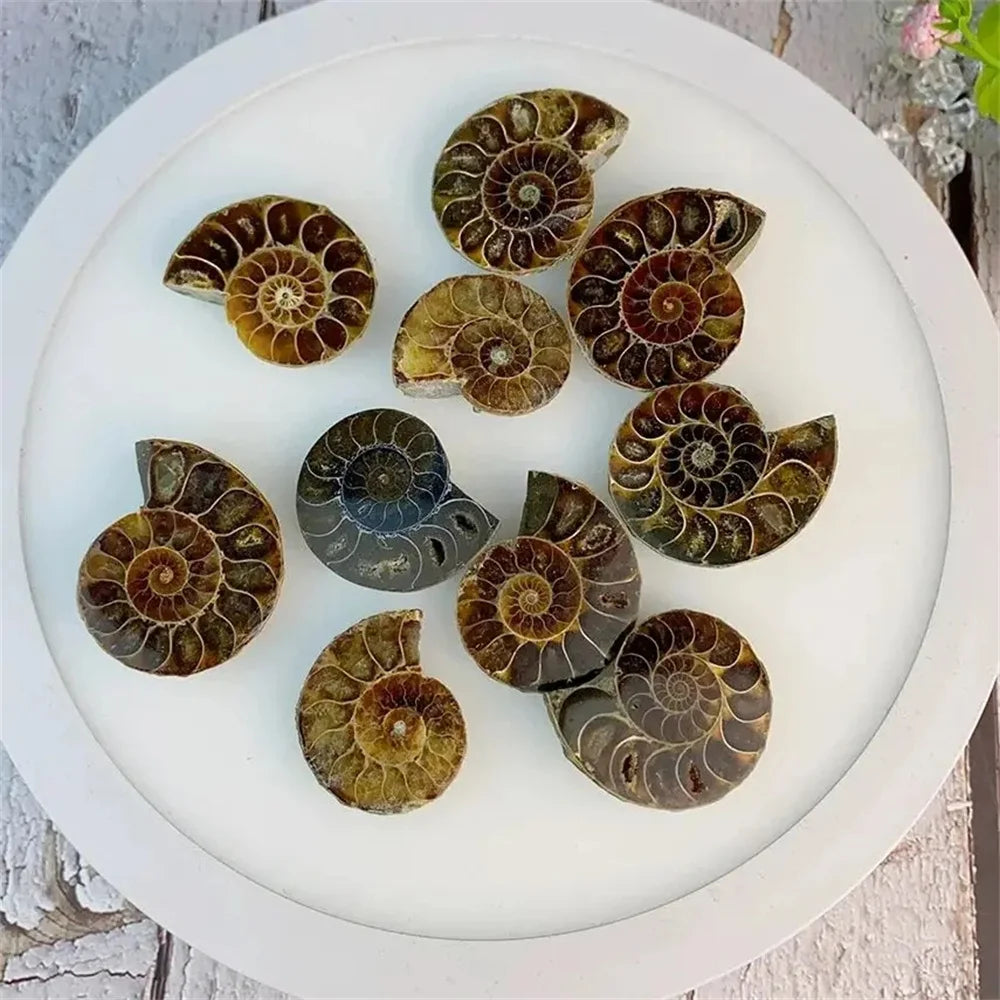 Rare Quartz Ammonite Slice Decor