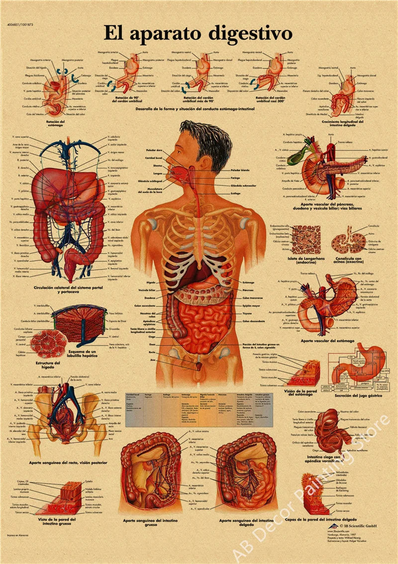 Retro Skeleton Anatomy Wall Poster