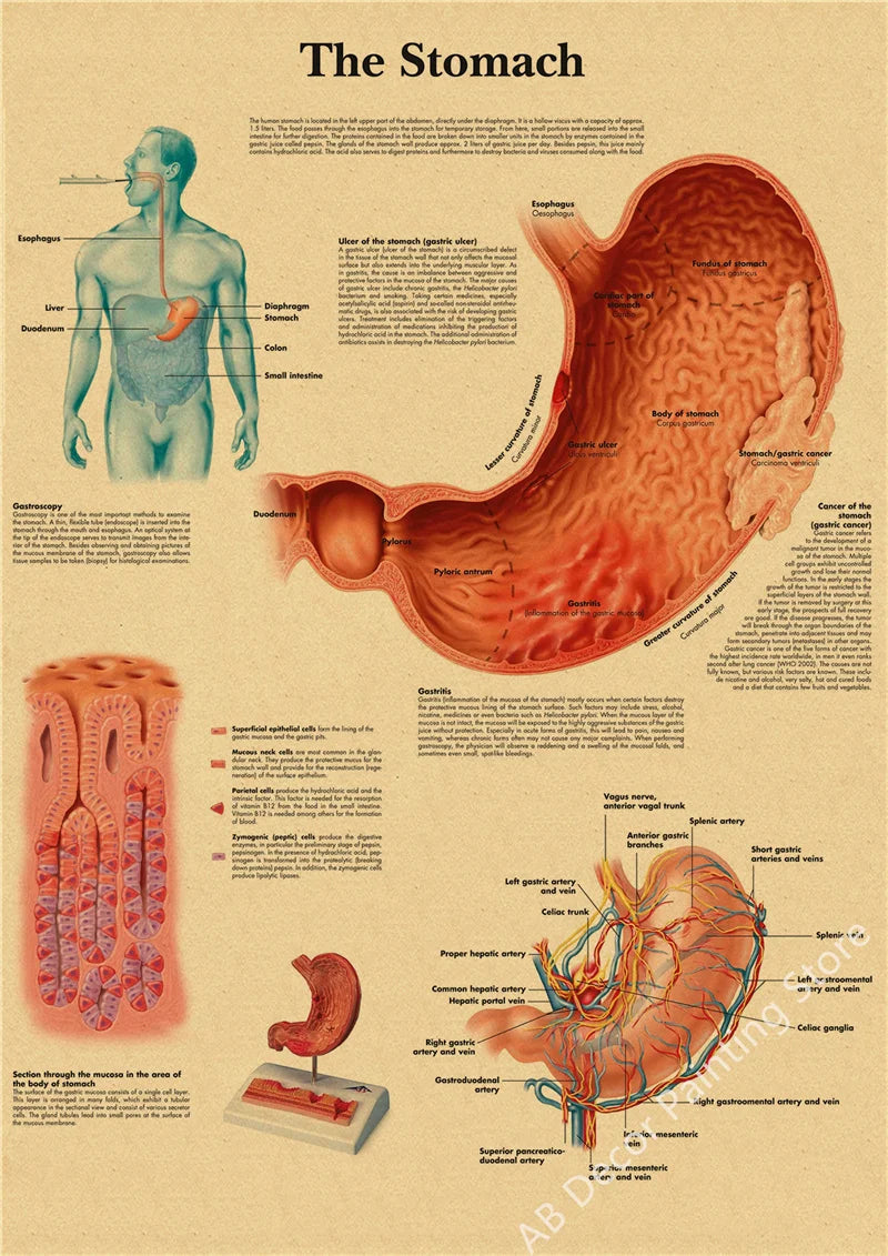 Retro Skeleton Anatomy Wall Poster