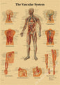 Retro Skeleton Anatomy Wall Poster