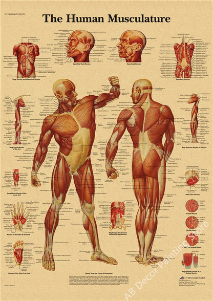 Retro Skeleton Anatomy Wall Poster