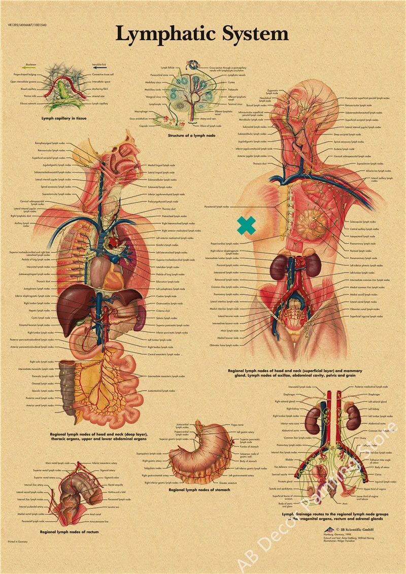 Retro Skeleton Anatomy Wall Poster