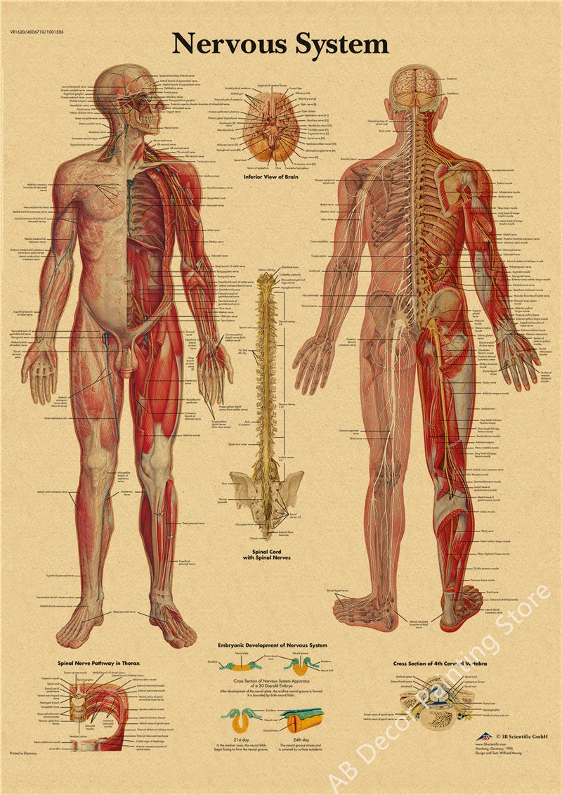 Retro Skeleton Anatomy Wall Poster