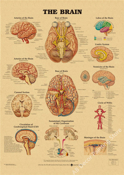 Retro Skeleton Anatomy Wall Poster