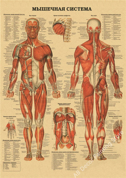 Retro Skeleton Anatomy Wall Poster