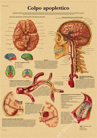 Retro Skeleton Anatomy Wall Poster