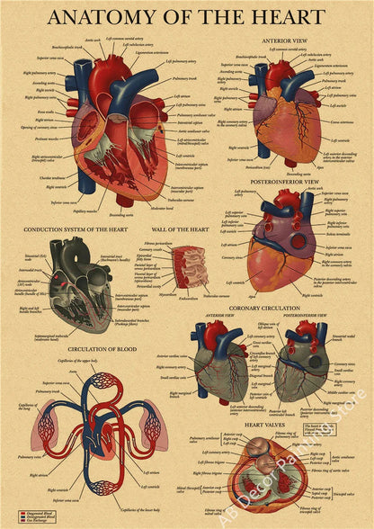 Retro Skeleton Anatomy Wall Poster