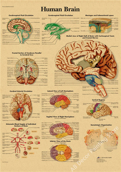 Retro Skeleton Anatomy Wall Poster