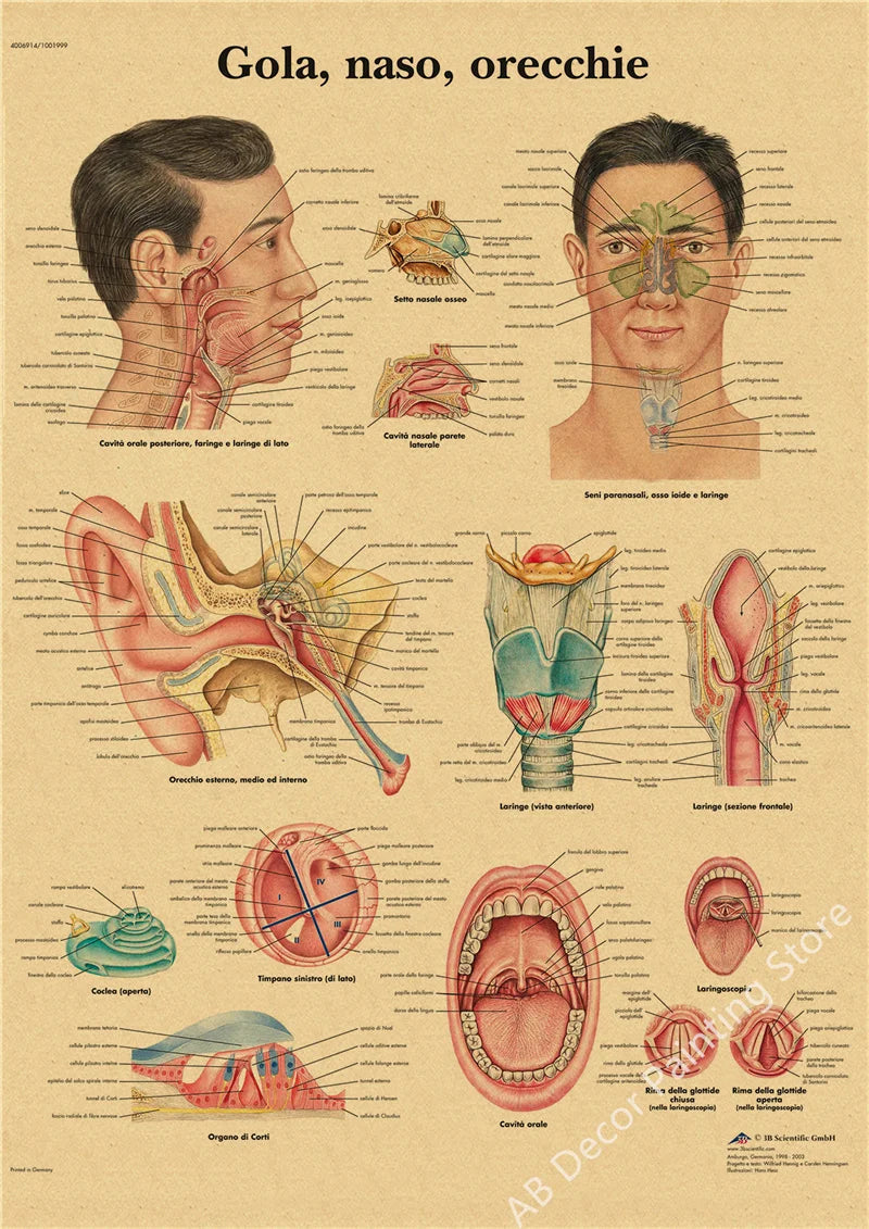 Retro Skeleton Anatomy Wall Poster