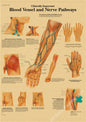 Retro Skeleton Anatomy Wall Poster