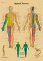 Retro Skeleton Anatomy Wall Poster