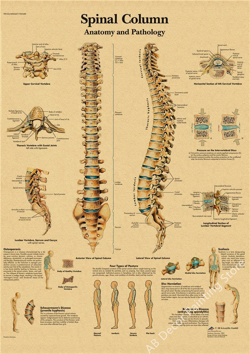 Retro Skeleton Anatomy Wall Poster