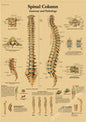 Retro Skeleton Anatomy Wall Poster