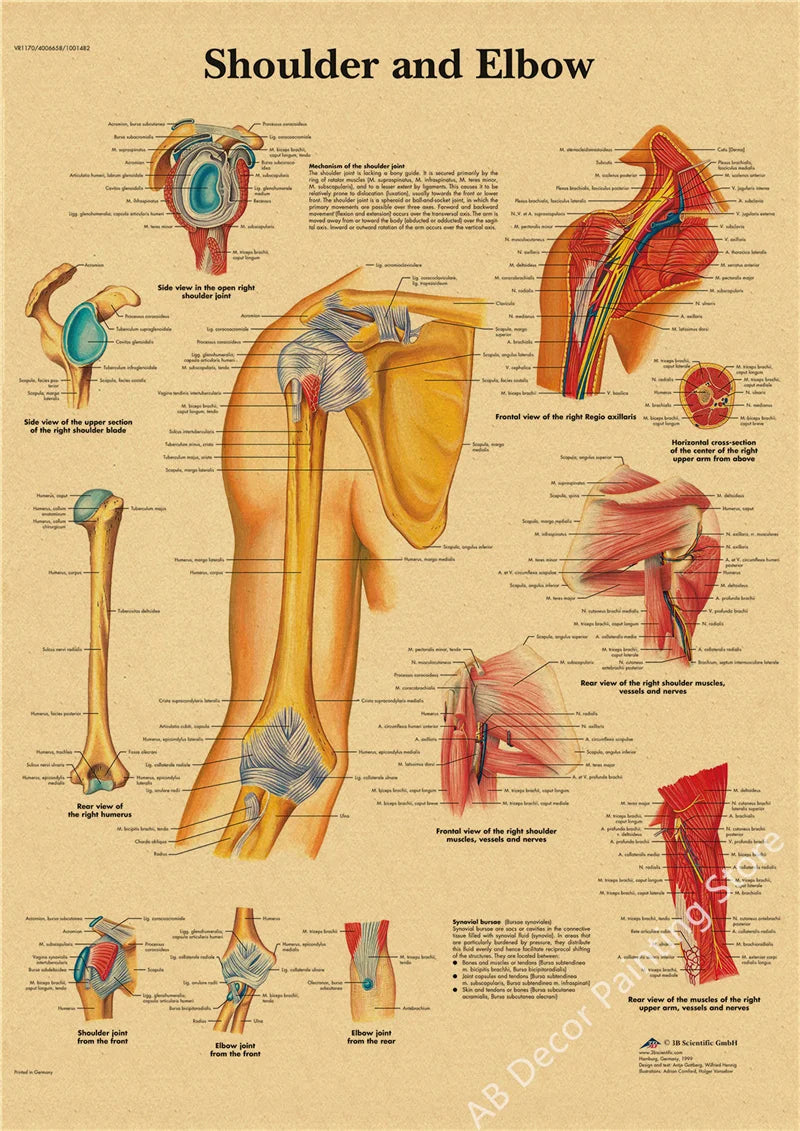 Retro Skeleton Anatomy Wall Poster