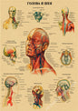 Retro Skeleton Anatomy Wall Poster