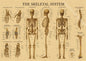 Retro Skeleton Anatomy Wall Poster