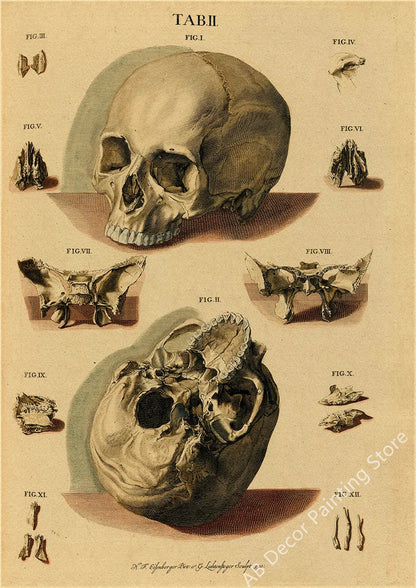 Retro Skeleton Anatomy Wall Poster