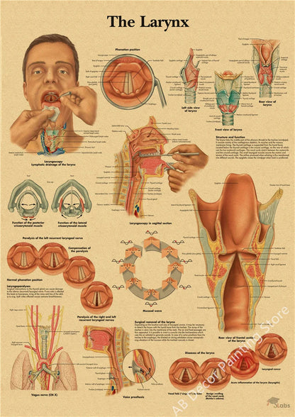 Retro Skeleton Anatomy Wall Poster