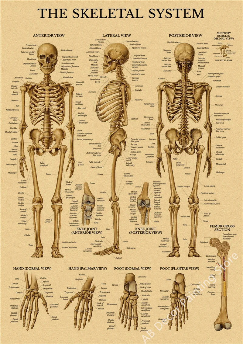 Retro Skeleton Anatomy Wall Poster