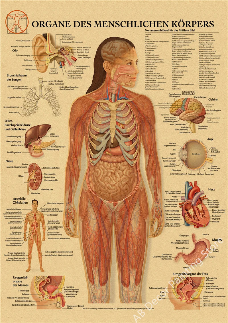 Retro Skeleton Anatomy Wall Poster