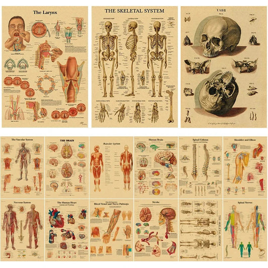 Retro Skeleton Anatomy Wall Poster