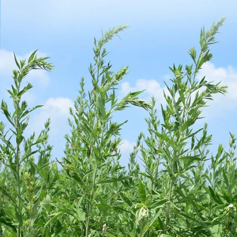 وسادة تبريد للرقبة من DecorBites™ مع دعم من خشب الشيح لنوم مريح