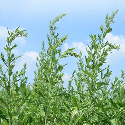 وسادة تبريد للرقبة من DecorBites™ مع دعم من خشب الشيح لنوم مريح